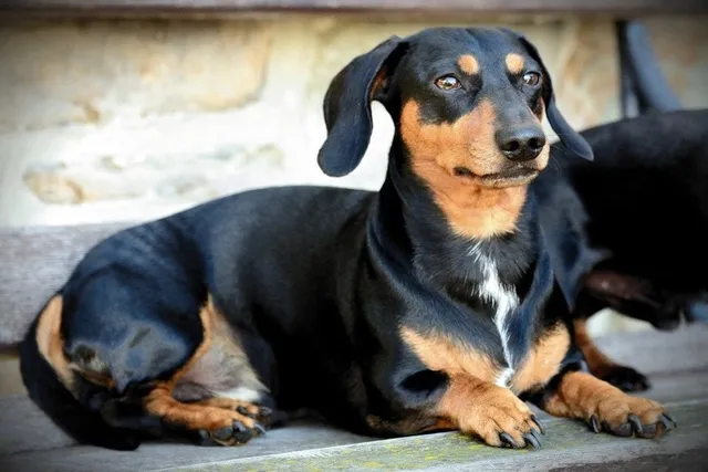 How Big Does a Dachshund Get? Average Weight & Growth Chart