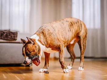 Why Is My Dog Throwing Up Bile? Vet-Reviewed Causes & Treatments