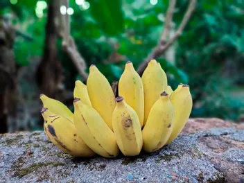 Can Dogs Eat Plantain? Vet-Approved Nutrition Facts & Info