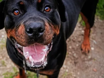 Do Rottweilers Bark a Lot? How Much & How To Stop It (Vet-Reviewed)
