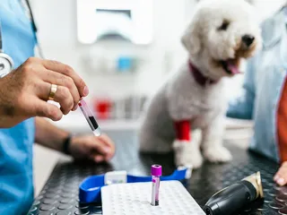 NSAID Panel Blood Test For Dogs: Our Vet Explains Necessity & Frequency