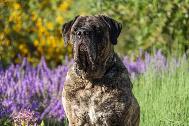 How Long Do Mastiffs Live? Vet-Reviewed Average Lifespan, Data & Care Guide