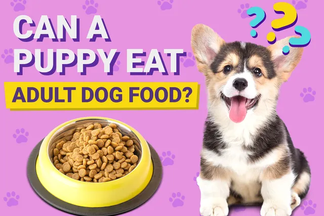 Can a Puppy Eat Adult Dog Food? Vet Approved Facts & FAQ