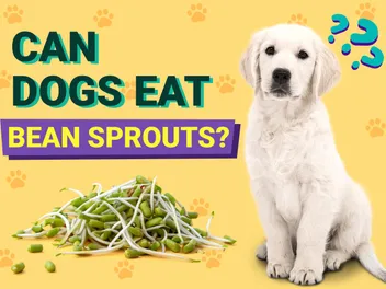 Can Dogs Eat Bean Sprouts? Vet-Verified Benefits & Precautions