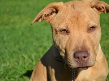 22 Pit Bull Mixes That Are Amazing & Adorable (With Pictures)