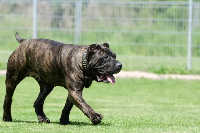 Exercises for Dogs With Arthritis: 4 Different Ways