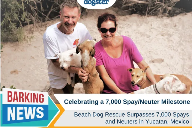 Beach Dog Rescue Surpasses 7,000 Spay/Neuter Milestone in Yucatan, Mexico