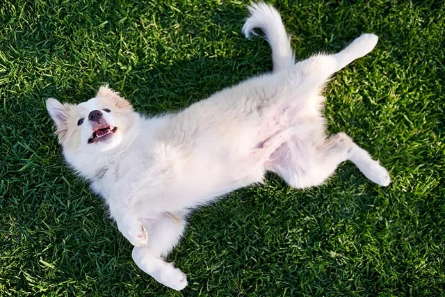 Do Dogs Have Belly Buttons? Vet-Reviewed Canine Anatomy
