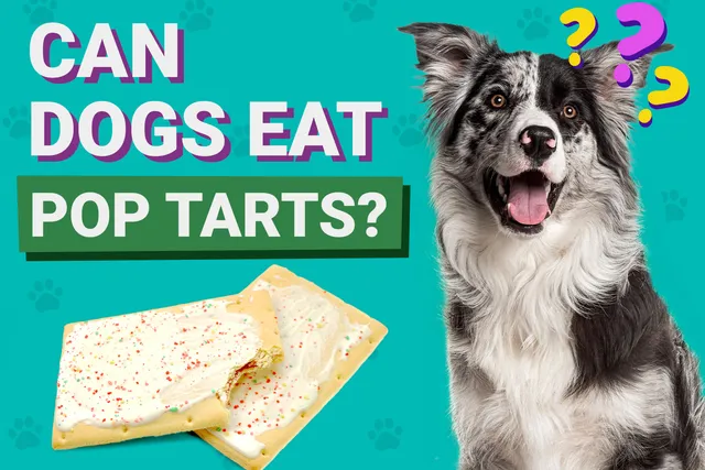 Can Dogs Eat Pop-Tarts? Vet-Verified Risks & Alternatives