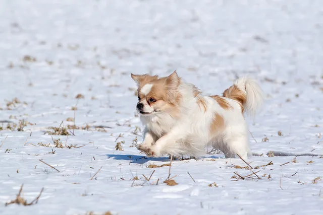 7 Dog-Friendly Winter Vacations Locations to Getaway to in 2026