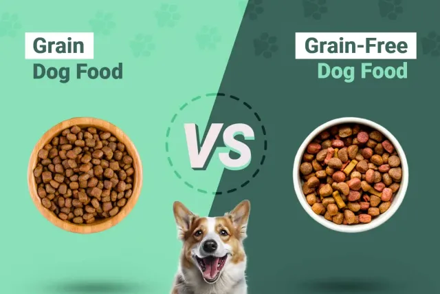 Grain vs. Grain-Free Dog Food: Which One’s Better? Vet-Verified Facts & FAQ