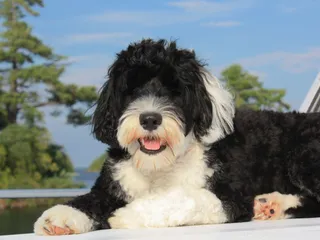 What Kind of Dog Did Obama Have? Breed Facts & FAQ