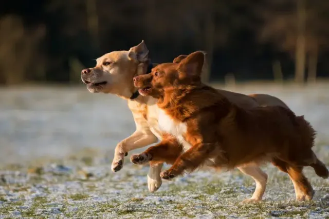 What Is a Digitigrade? Vet-Reviewed Science of How Pets Walk