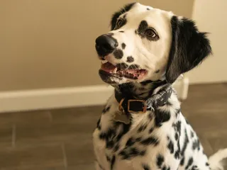 Long-Haired Dalmatian: Info, Pictures, Origin & Characteristics