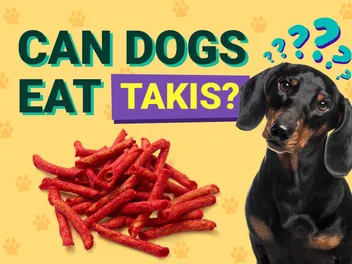 Can Dogs Eat Takis? Vet-Verified Nutrition Facts & Risks