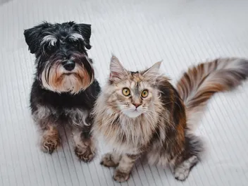 Are Miniature Schnauzers Good With Cats? Vet-Verified Facts and FAQ