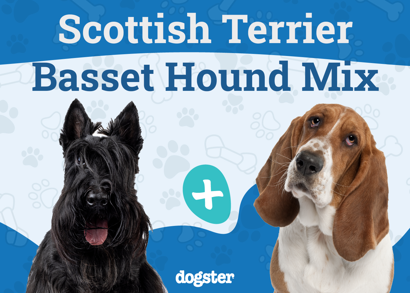 Scottish Terrier and the Basset Hound Mix