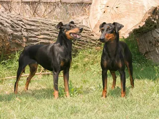 Manchester Terrier Dog Breed: Info, Pictures, History & More