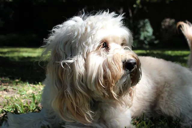 Petite Goldendoodle Dog Breed: Info, Pictures, Care Guide & More