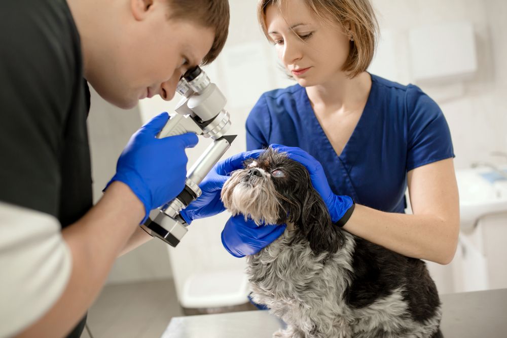 Veterinary ophthalmologists checking a shih tzu eye