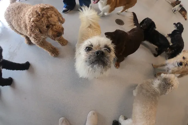 Doggy Daycare: Gizmo Goes to School