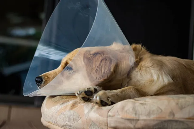Can You Unspay a Dog? Vet-Verified Health Facts