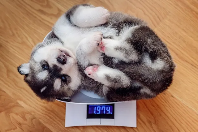 My Puppy Is Overweight: 5 Vet-Approved Tips on What to Do