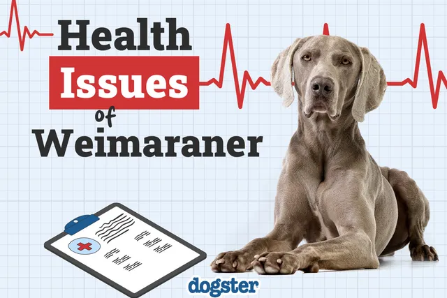 6 Common Health Problems in Weimaraner Dogs: Vet-Approved Health Facts