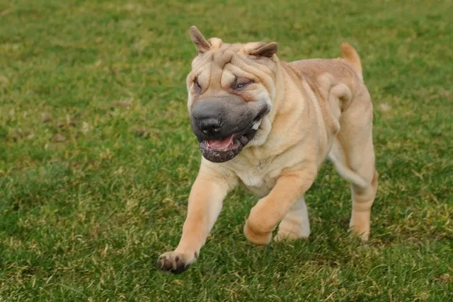 Are Shar Peis Aggressive? Facts & FAQ