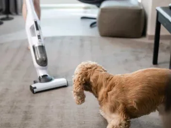 How To Keep A House Clean With Dogs: 10 Tips To Consider