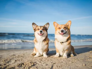 Top 10 Dog Friendly Beaches in Melbourne, FL (With Info & Pictures)