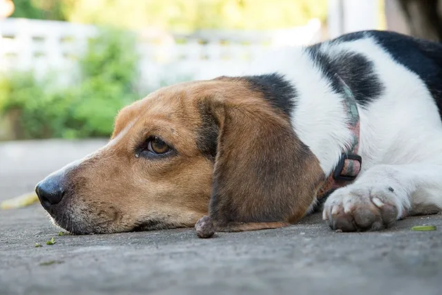 Why Do People Poison Dogs? Vet Reviewed Facts & Prevention Tips