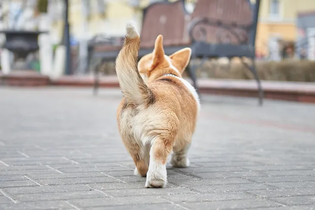 What Does It Mean When a Dog Wags Its Tail? Vet-Reviewed Explanation