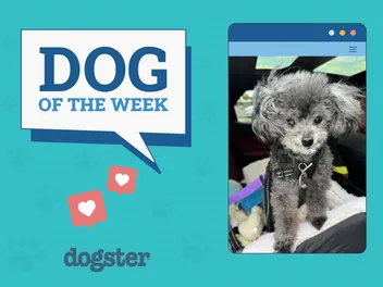 Dogster Photo Contest: Dogs of the Week Winners (May 15, 2025)