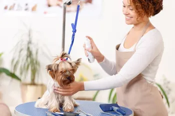 yorkshire terrier grooming