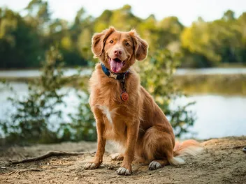 12 Things You Should Never Do to Your Dog: Vet-Reviewed Care Guide