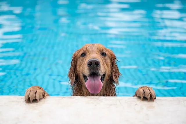 How to Teach a Dog to Swim: 5 Vet-Approved Tips & Safety Guide