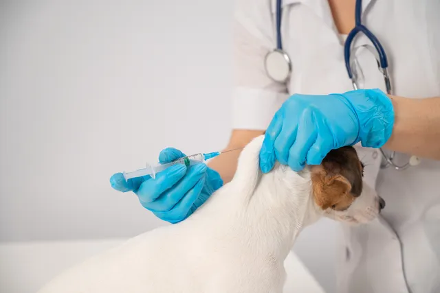 Diabetes in Dogs: Our Vet Discusses Causes, Signs & Treatment