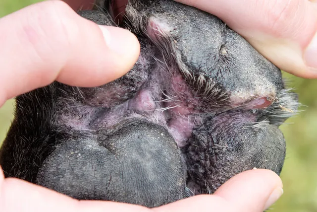 There's a Growth on My Dog’s Paw Pad: Vet Explained Foot Health