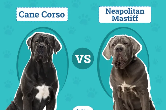 Cane Corso vs. Neapolitan Mastiff: Vet-Reviewed Differences Explained (With Pictures)