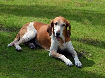 American English Coonhound Breed: Info, Pictures, Facts & Traits