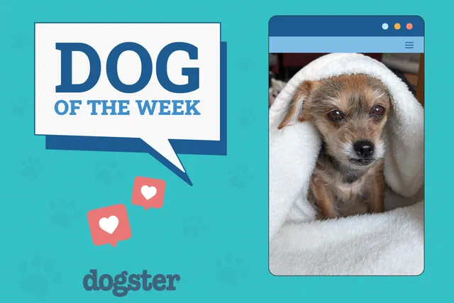 Dogster Photo Contest: Dogs of the Week Winners (April 10, 2025)