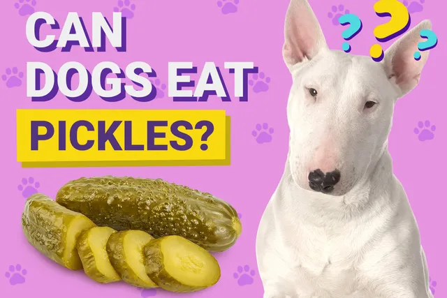 Can Dogs Eat Pickles? Vet-Verified Nutrition Facts & FAQ