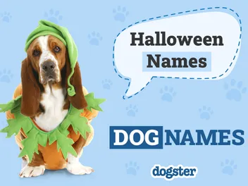 140+ Halloween Dog Names for Your Spooky Pooch