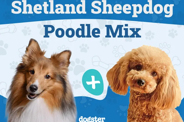 Sheltidoodle Dog Breed: Info, Pictures, Care & Traits