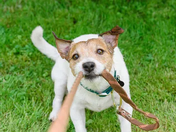 How to Stop Your Dog from Biting the Leash: 9 Vet-Verified Tips