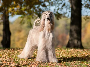 20 Dog Breeds Who Are Escape Artists: Info, Pictures & Origin