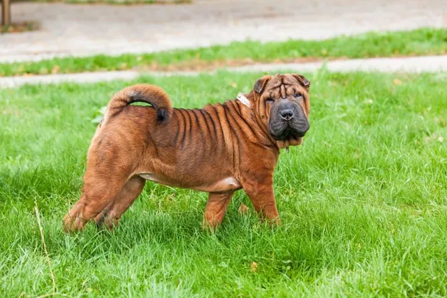 How Much Does It Cost to Own a Shar-Pei? 2026 Price Guide