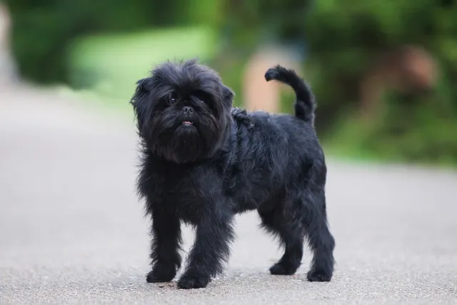 27 Beautiful Black Dog Breeds: Info, Pictures & History