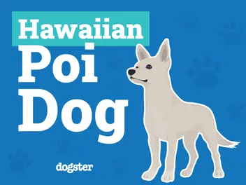 The Hawaiian Poi Dog: Info, Pictures & History